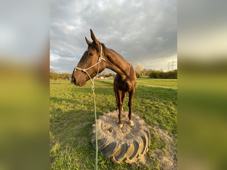 American Indian Horse Jument 5 Ans 154 cm Bai brun in Hürth