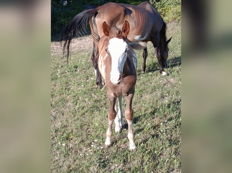 American Indian Horse Jument 7 Ans 152 cm  in Wolfsegg