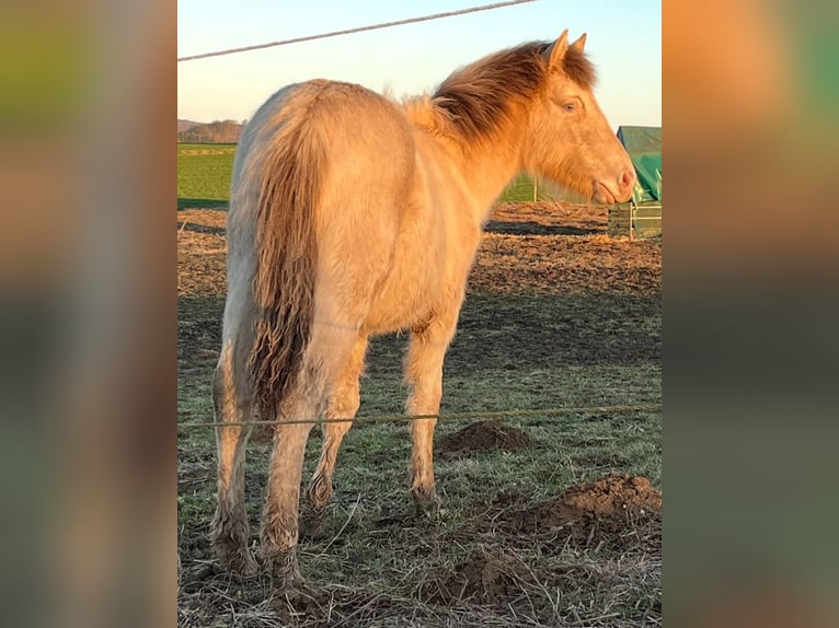 American Indian Horse Mare 1 year 14,2 hh Champagne in Oberbachheim