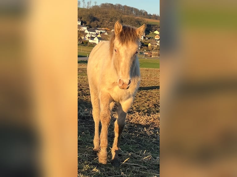 American Indian Horse Mare 1 year 14,2 hh Champagne in Oberbachheim