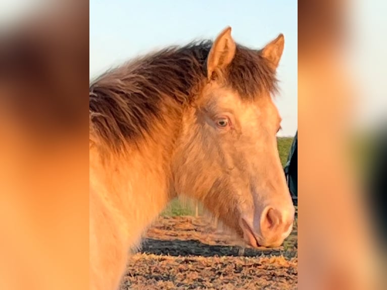 American Indian Horse Mare 1 year 14,2 hh Champagne in Oberbachheim