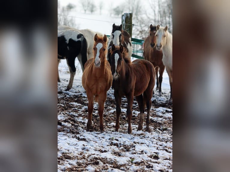 American Indian Horse Mare 1 year 14,2 hh Chestnut in Hellenthal