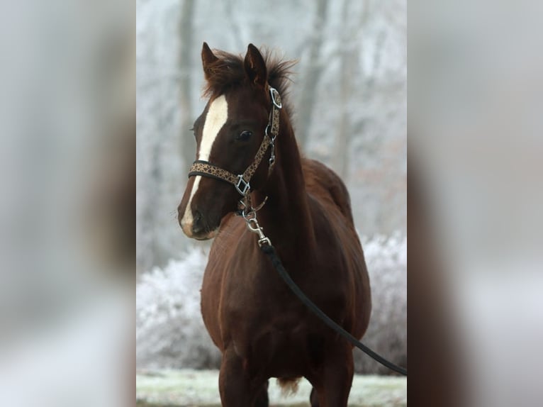 American Indian Horse Mare 1 year 14,2 hh Chestnut in Hellenthal