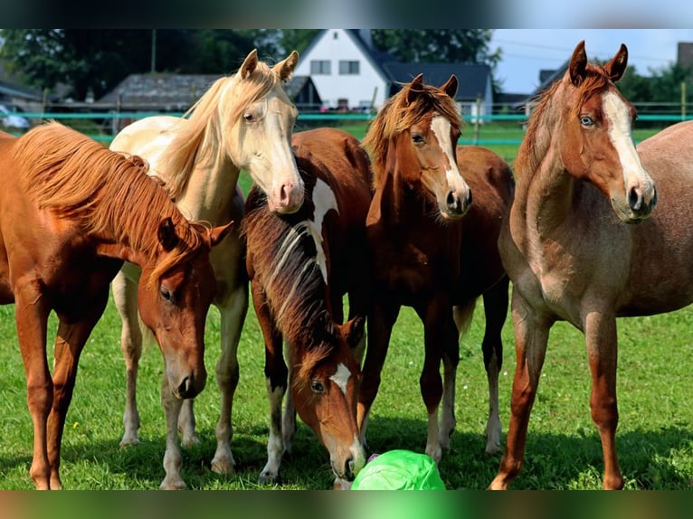 American Indian Horse Mare 1 year 14,2 hh Chestnut in Hellenthal