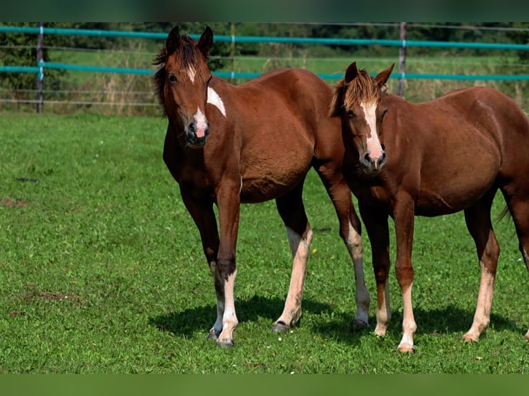 American Indian Horse Mare 1 year 14,2 hh Chestnut in Hellenthal