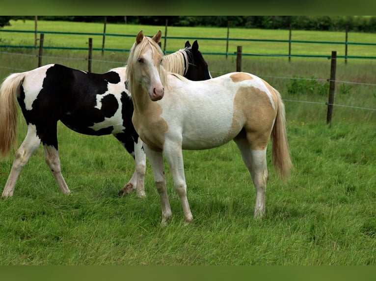 American Indian Horse Mare 1 year 14,3 hh Champagne in Hellenthal