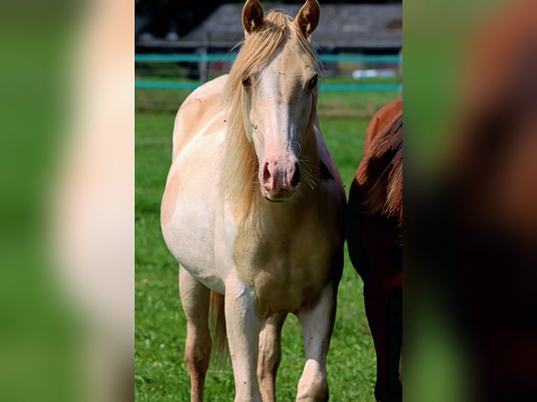 American Indian Horse Mare 1 year 14,3 hh Champagne in Hellenthal