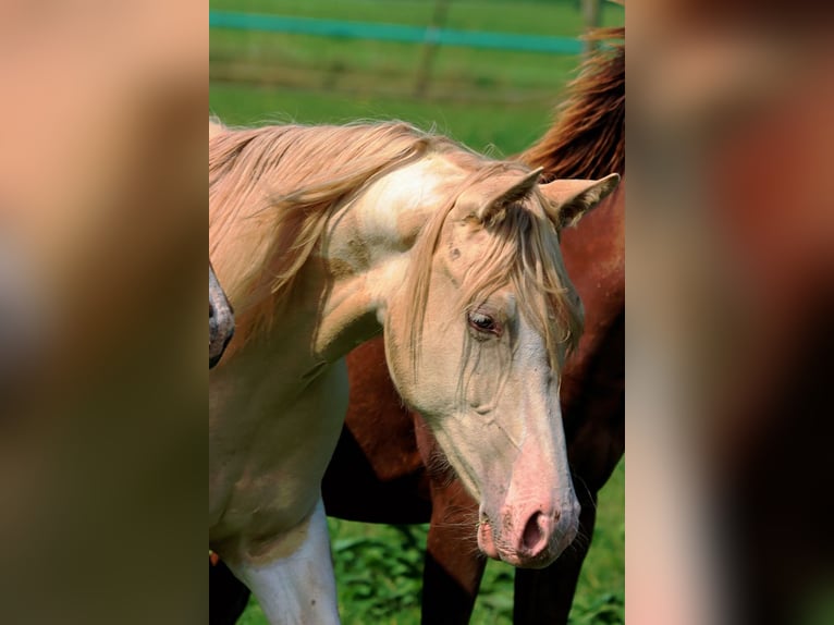 American Indian Horse Mare 1 year 14,3 hh Champagne in Hellenthal