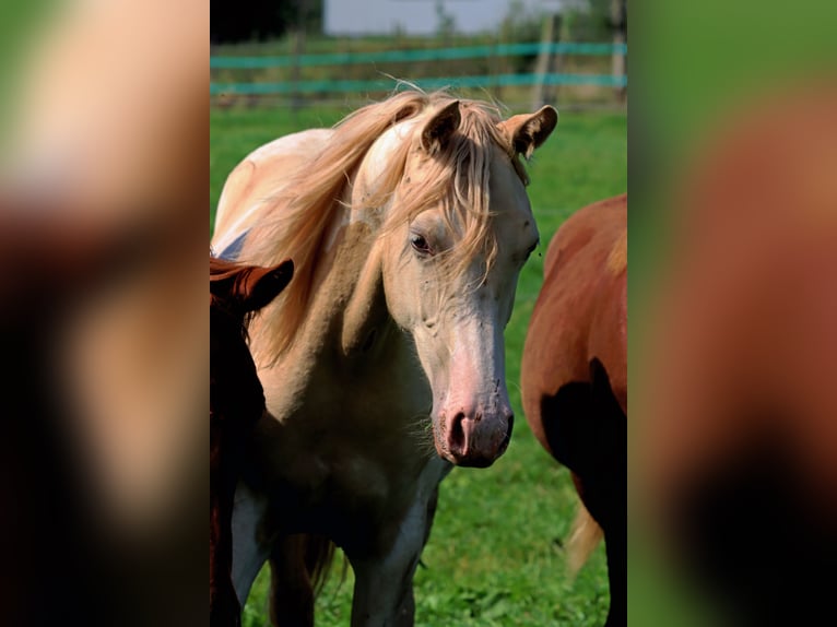 American Indian Horse Mare 1 year 14,3 hh Champagne in Hellenthal