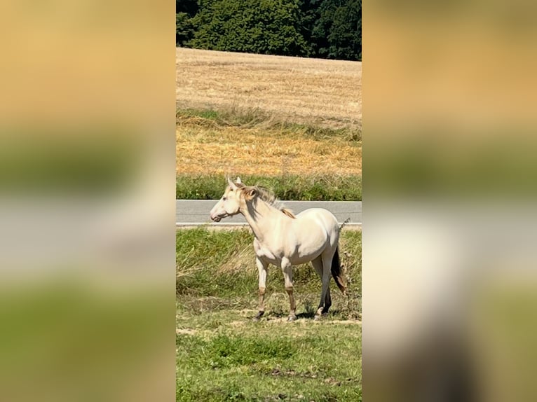 American Indian Horse Mare 1 year 14,2 hh Champagne in Oberbachheim