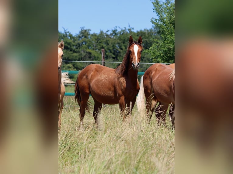 American Indian Horse Mare 1 year 14,2 hh Chestnut in Hellenthal