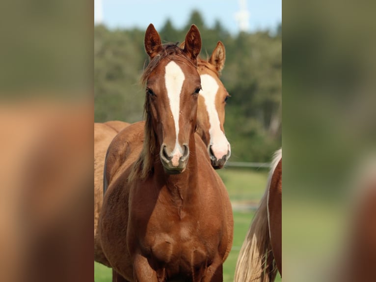 American Indian Horse Mare 1 year 14,2 hh Chestnut in Hellenthal