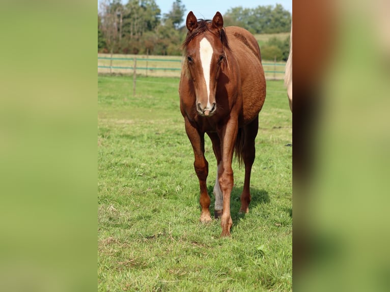 American Indian Horse Mare 1 year 14,2 hh Chestnut in Hellenthal