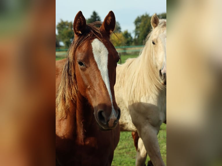 American Indian Horse Mare 1 year 14,2 hh Chestnut in Hellenthal