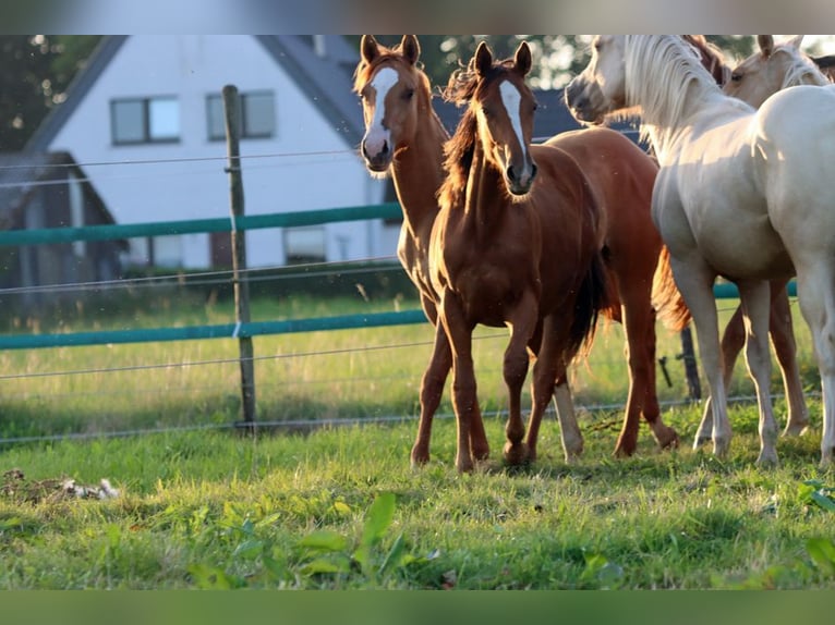 American Indian Horse Mare 2 years 14.2 hh Chestnut in Hellenthal