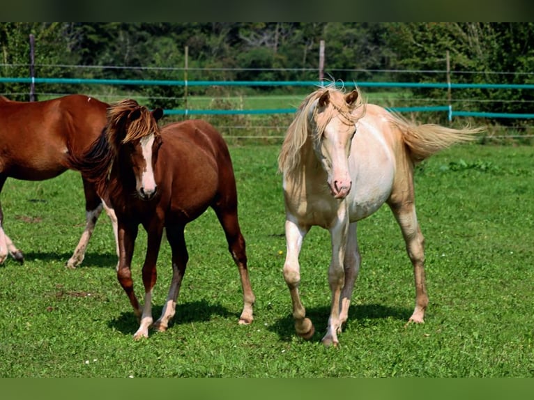 American Indian Horse Mare 2 years 14,3 hh Champagne in Hellenthal