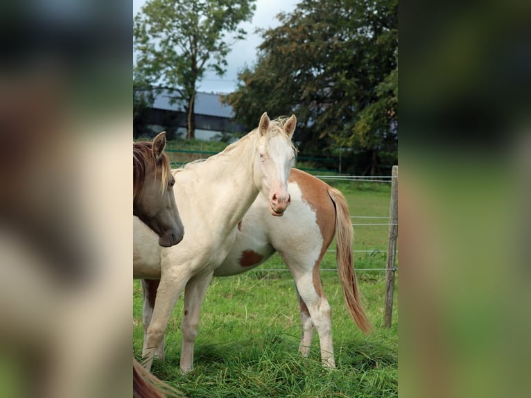 American Indian Horse Mare 2 years 15 hh Perlino in Hellenthal