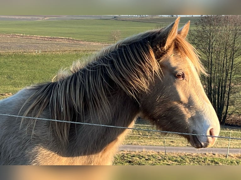 American Indian Horse Mare 3 years 14,2 hh Champagne in Oberbachheim