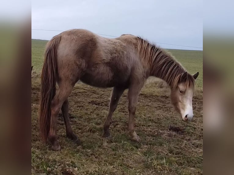 American Indian Horse Mare 3 years 14,2 hh Champagne in Oberbachheim