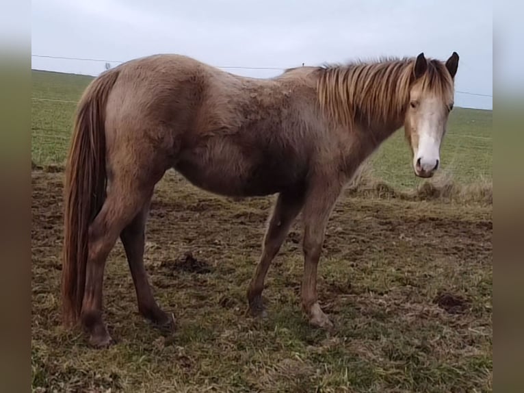 American Indian Horse Mare 3 years 14,2 hh Champagne in Oberbachheim