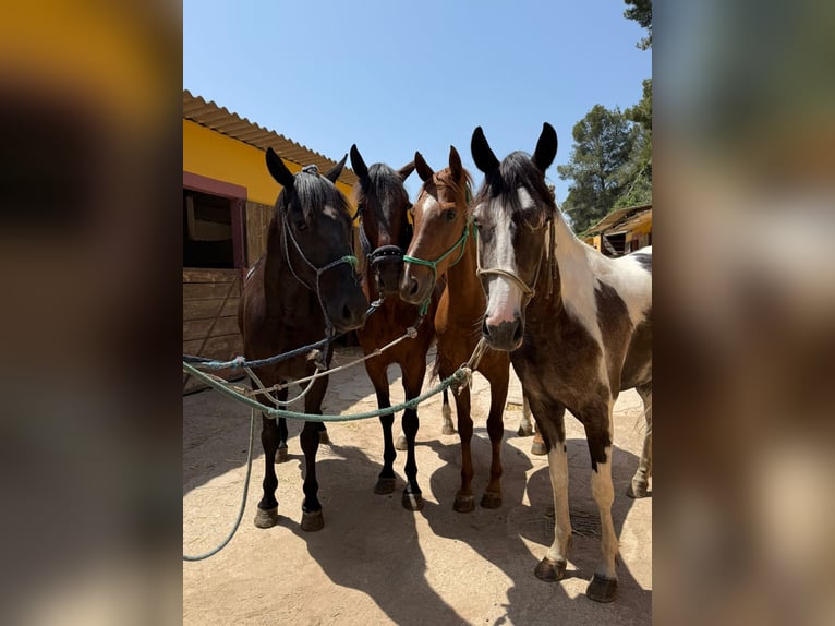 American Indian Horse Mare 3 years 16 hh Pinto in Barcelona