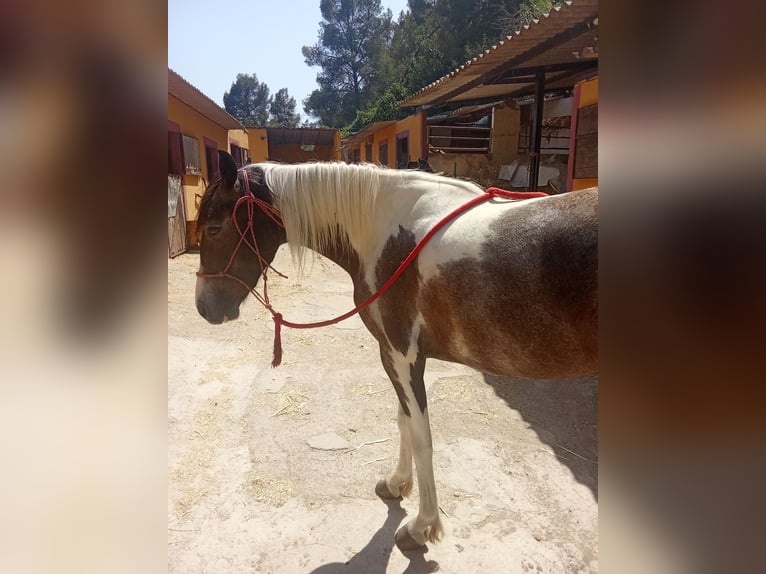 American Indian Horse Mare 3 years 16 hh Pinto in Barcelona
