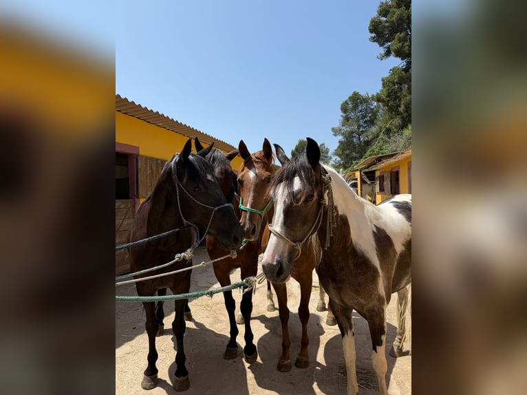 American Indian Horse Mare 3 years 16 hh Pinto in Barcelona