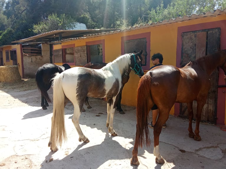 American Indian Horse Mare 3 years 16 hh Pinto in Barcelona