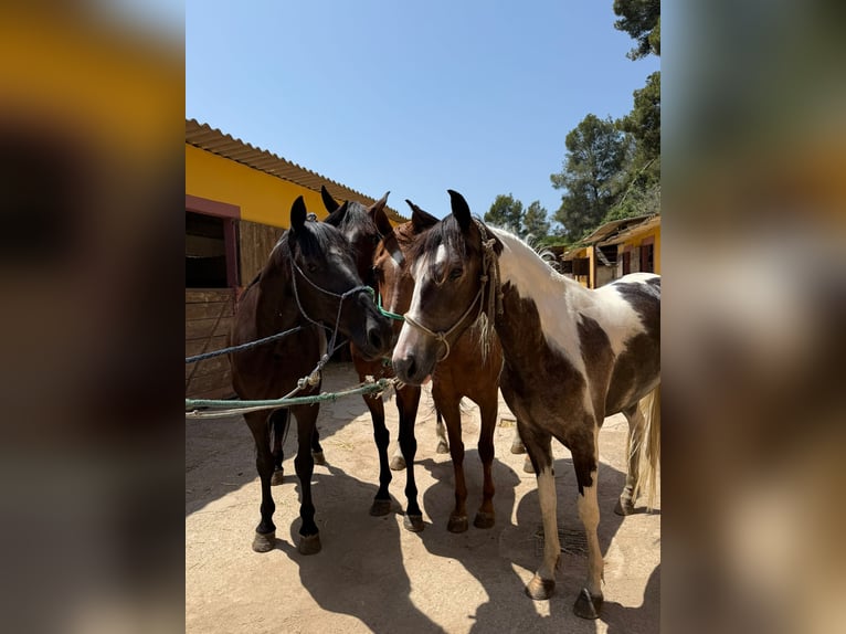 American Indian Horse Mare 3 years 16 hh Pinto in Barcelona
