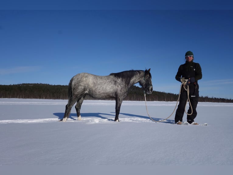 American Indian Horse Mare 3 years Gray in Inari