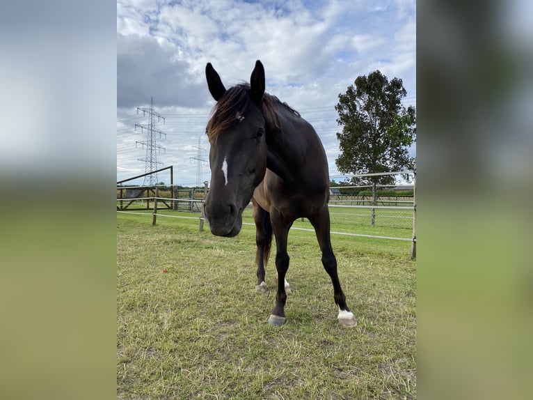 American Indian Horse Mare 5 years 15 hh Bay-Dark in Hürth