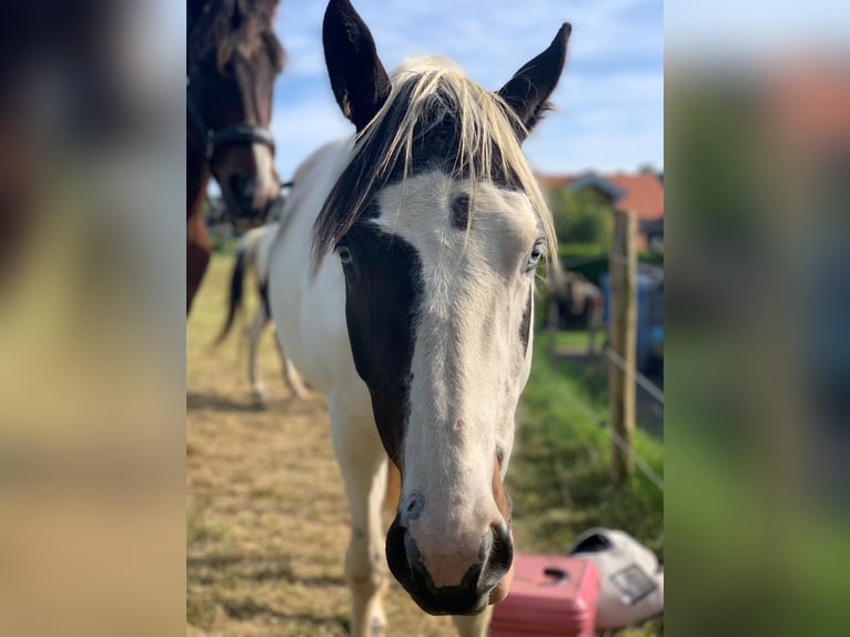 American Indian Horse Mare 7 years 15,2 hh Tovero-all-colors in Prüm