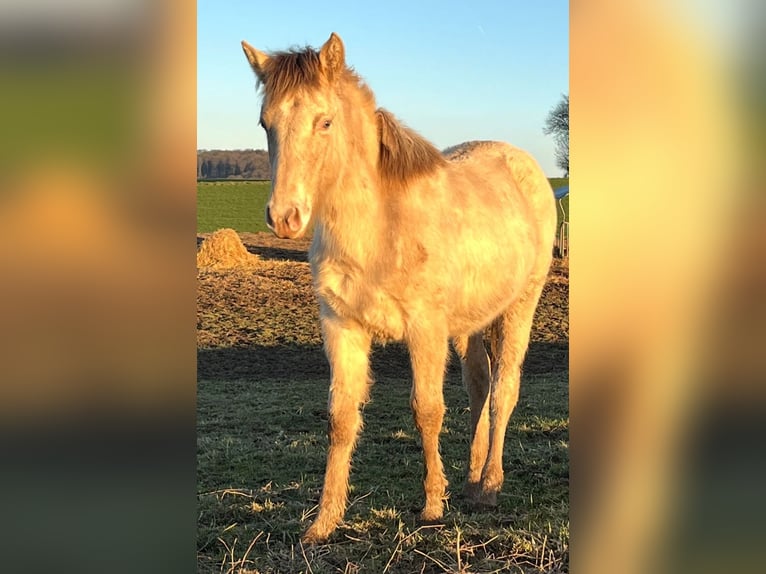 American Indian Horse Merrie 1 Jaar 150 cm Champagne in Oberbachheim