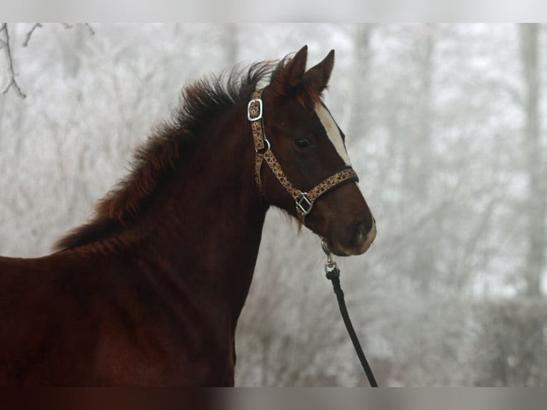 American Indian Horse Merrie 1 Jaar 150 cm Donkere-vos in Hellenthal