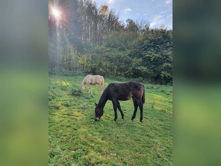 American Indian Horse Mix Merrie 1 Jaar 150 cm Zwartbruin in Ötzingen