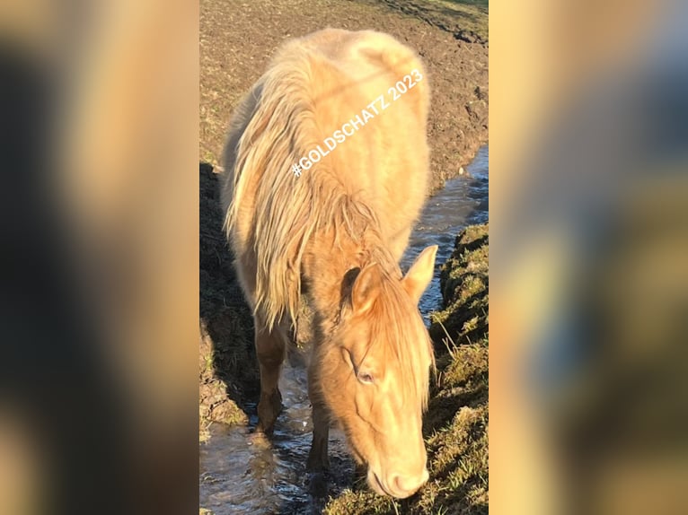 American Indian Horse Merrie 2 Jaar 150 cm Champagne in Oberbachheim