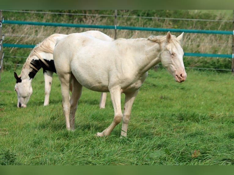 American Indian Horse Merrie 2 Jaar 153 cm Perlino in Hellenthal