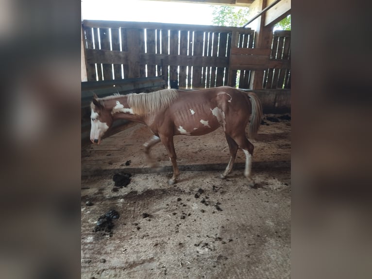 American Indian Horse Mix Merrie 2 Jaar Gevlekt-paard in Ampflwang