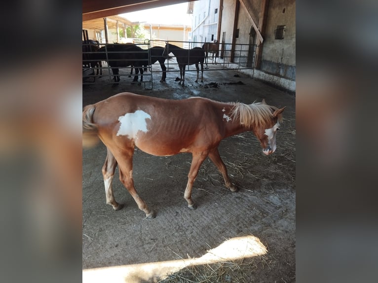 American Indian Horse Mix Merrie 2 Jaar Gevlekt-paard in Ampflwang