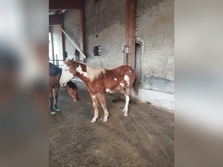 American Indian Horse Mix Merrie 2 Jaar Gevlekt-paard in Ampflwang