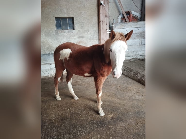 American Indian Horse Mix Merrie 2 Jaar Gevlekt-paard in Ampflwang