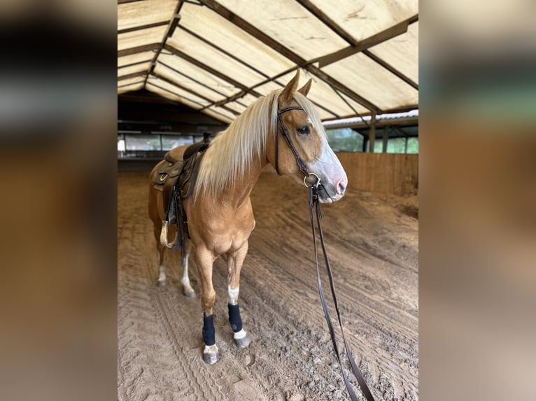 American Indian Horse Merrie 3 Jaar Palomino in Enspel