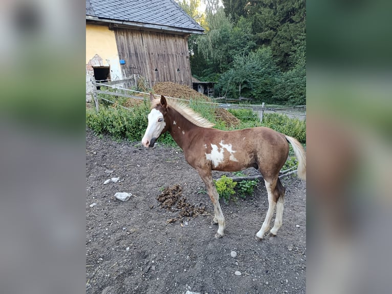 American Indian Horse Merrie 7 Jaar 152 cm  in Wolfsegg