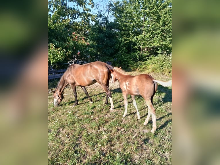 American Indian Horse Merrie 7 Jaar 152 cm  in Wolfsegg
