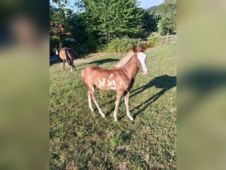 American Indian Horse Merrie 7 Jaar 152 cm  in Wolfsegg