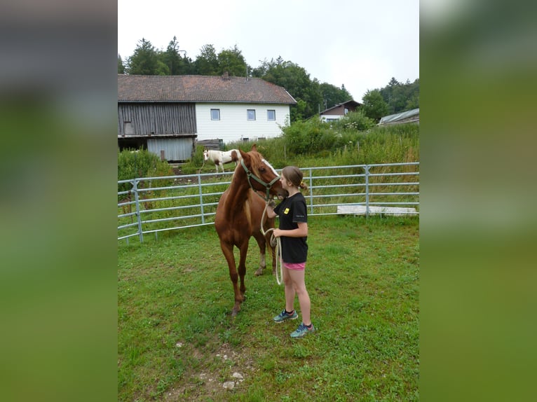 American Indian Horse Ruin 2 Jaar 150 cm Vos in Julbach