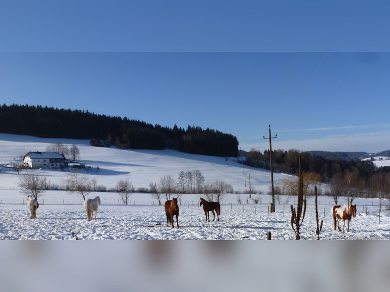 American Indian Horse Ruin 4 Jaar 150 cm Vos in Julbach