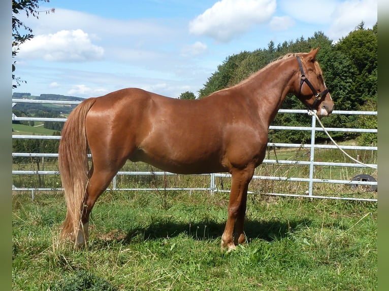 American Indian Horse Mix Ruin 4 Jaar 151 cm Vos in JUlbach