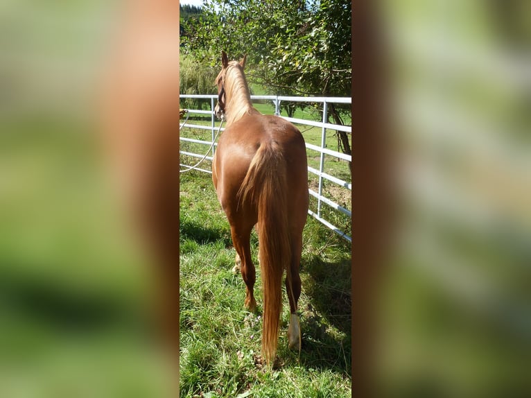 American Indian Horse Mix Ruin 4 Jaar 151 cm Vos in JUlbach