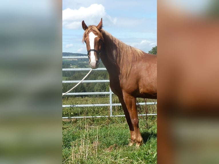 American Indian Horse Mix Ruin 4 Jaar 151 cm Vos in JUlbach